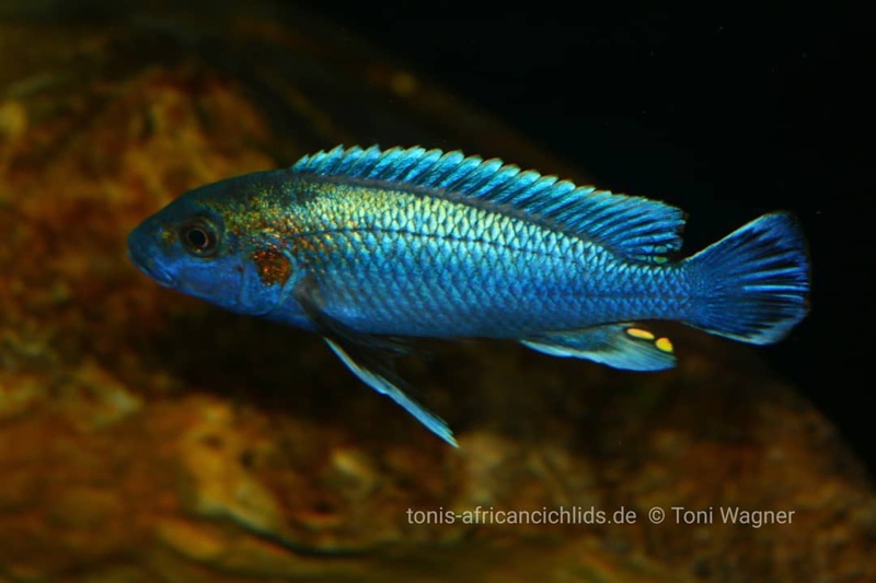 Melanochromis lepidiadaptes 'Makanjila Point'
